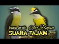 Download Lagu Masteran Burung Suara Tajam untuk Burung Lomba