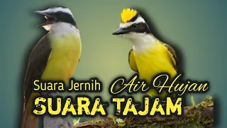masteran burung suara tajam untuk burung lomba