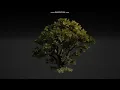Game-Ready Oak Tree with animations in UE5