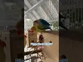 Download Lagu African Lovebirds (Agapornis): Bird Piggy Back Ride!?!?!!??!!! 🦜🦜🦜🐽🐽🐽