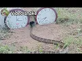 Download Lagu Use the watch to trap snakes