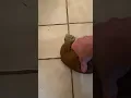 Best monkey toy for christmas 2024 perfect gift idea