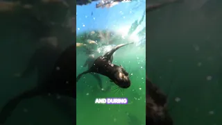 Swimming With Baby Seals in South Africa #travel #adventure #bucketlist #southafrica #travelvlog