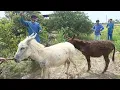 The Secret World of Donkey Breeding Revealed