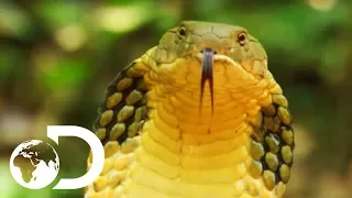 Longest Snake On Earth Eats A Deer Whole Wildest Islands Of Indonesia