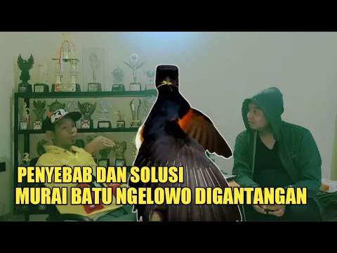murai batu ngelowo digantangan