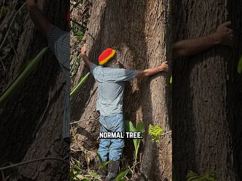 Tommy's Biggest Tree VS Hurricane & Landslide