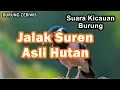 Download Lagu Suara Kicauan Burung Jalak Suren, Uren Asli Alam Liar Bebas Free