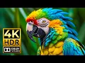 Lagu SPECTACULAR WILDLIFE VIDEO IN 4K HDR Dolby Vision - Stunning Wildlife Footage