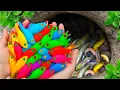 Download Lagu Catch strange beautiful aquarium fish in small pond, carp, baby turtle, nemo fish, frog, discus fish