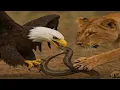 Download Lagu Eagle Attacks Snake While Lion Watches in Shock | Eagle vs Snake | Jungle Fight