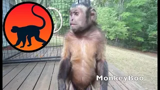 Monkey Head Whips!