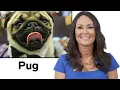 Every Dog Breed Explained Part 2 WIRED