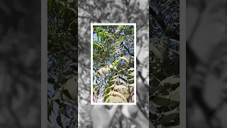 फ ट स प ध क न म क स ज न How To Know Plant Name By Image Googlelens 