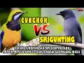 Download Lagu MASTERAN CUCAK CUNGKOK DAN SRI GUNTING || MASTERAN TERBAIK SEPANJANG MASA....!!!