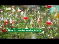 Lagu How to care for tender Salvia | The RHS
