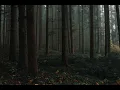 Download Lagu Berjalan melalui hutan, Dengan Burung Gagak, Burung Hantu, suara makhluk malam