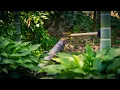 Download Lagu Wait For It... PLONK! Japanese Bamboo Fountain Shishi-Odoshi
