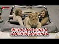Lagu Christian The Lion, Reuni Singa dan Pengasuhnya