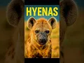 Download Lagu Hyenas: Nature’s Misunderstood Predators #shorts #youtubeshorts #wildlife #hyena #nature #facts