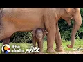 Download Lagu Tiniest Baby Elephant Copies Everything His Mom Does | The Dodo Little But Fierce