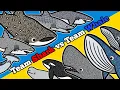 Shark or Whale Let s Draw Color Sea Animals and Learn Fun Animal Facts about Sharks and Whales