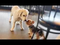 Yorkie Meets Golden Retriever Puppy Adorable Playtime Compilation