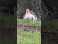 Download Lagu Muscovy Duck Relaxes by Willow Oak Tree \u0026 Feathers in Grass! Oviedo, Florida