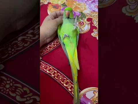 Spoiling my little boy with head scratches! #cute #parrot #shorts #praptytalukder
