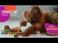 Download Lagu Teens, Tots and Tantrums | Orangutan Jungle School 108