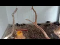 TERNAK BURUNG MANDAR BATU #RUAK2#TIKUSAN RAWA#burung #mandar
