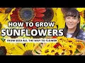 Download Lagu The Ultimate Sunflower Growing Guide - From Seed All The Way To Flowers #garden #flowers #plants