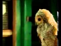 Download Lagu Burung Hantu - Lagu Anak-Anak Indonesia - SD 3 Megawon.flv