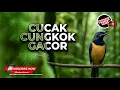Download Lagu 🔴 Cucak Cungkok Mewah Gacor Bongkar Isian Download Lagu 🔴 Cucak Cungkok Mewah Gacor Bongkar Isian