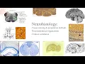Histology and Anatomy of the Nervous System - Neuro 481 Lab Lecture Series