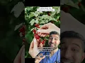 AD Gives This Evolutionary Advantage