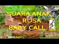 Download Lagu Suara Anak Rusa, Deer Baby Call Sound Trick Hunt