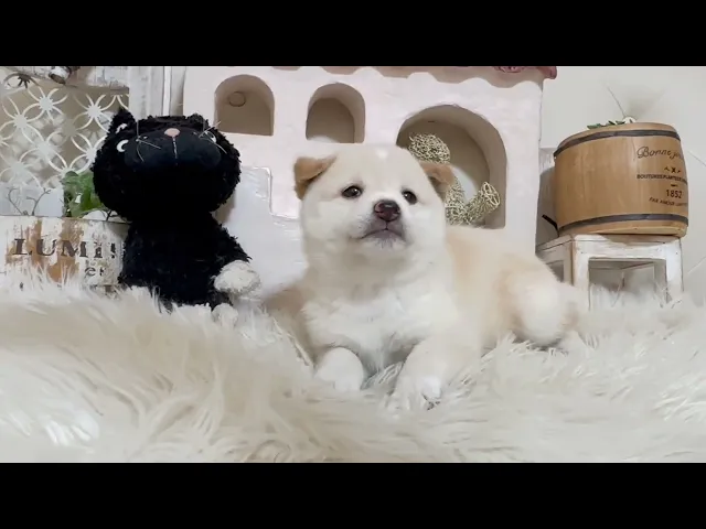 動画