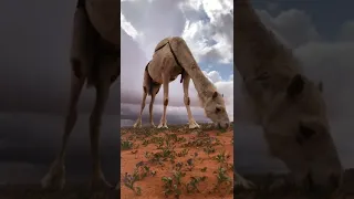 الا يالبعد رده لي يكفيني حزن وطعون شيلات تصاميم ستوريات 