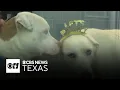 Dallas Animal Services hosts Calming the Canines event to soothe pets on New Year s Eve