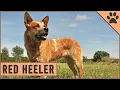 Red Heeler Dog Breed - The Australian Cattle Dog