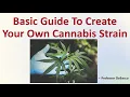 Basic Guide To Create Your Own Cannabis Strain