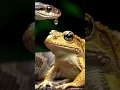 Download Lagu When the Snake Told the Frog… You Need a Shower 🐍🧼😂