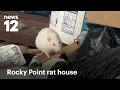 Long Island home overrun with 200 pet rats woman faces charges News 12