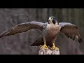 Download Lagu Suara Burung Alap Alap Melengking | Suara Burung Falcon Jernih | Clear Falcon Bird Sound | 0091
