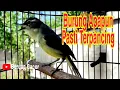 Lagu Prenjak Daun Gacor Bikin Semua Burung Nyaut Dengar Suaranya