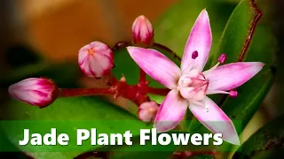 Download JADE PLANT Flowers | When will JADE PLANTS Flower | Let's Find Out MP3