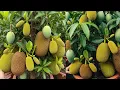Download Lagu LIVE🔴🌿Grow Big Mango \u0026 Jackfruit Trees from Small Cuttings –100% Success Tips #livestream#livestream