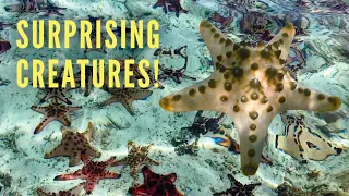 Ep 338 | AMAZING STARFISH Sight at Remote Island! Tomahu, Sailing Nutshell, Indonesia