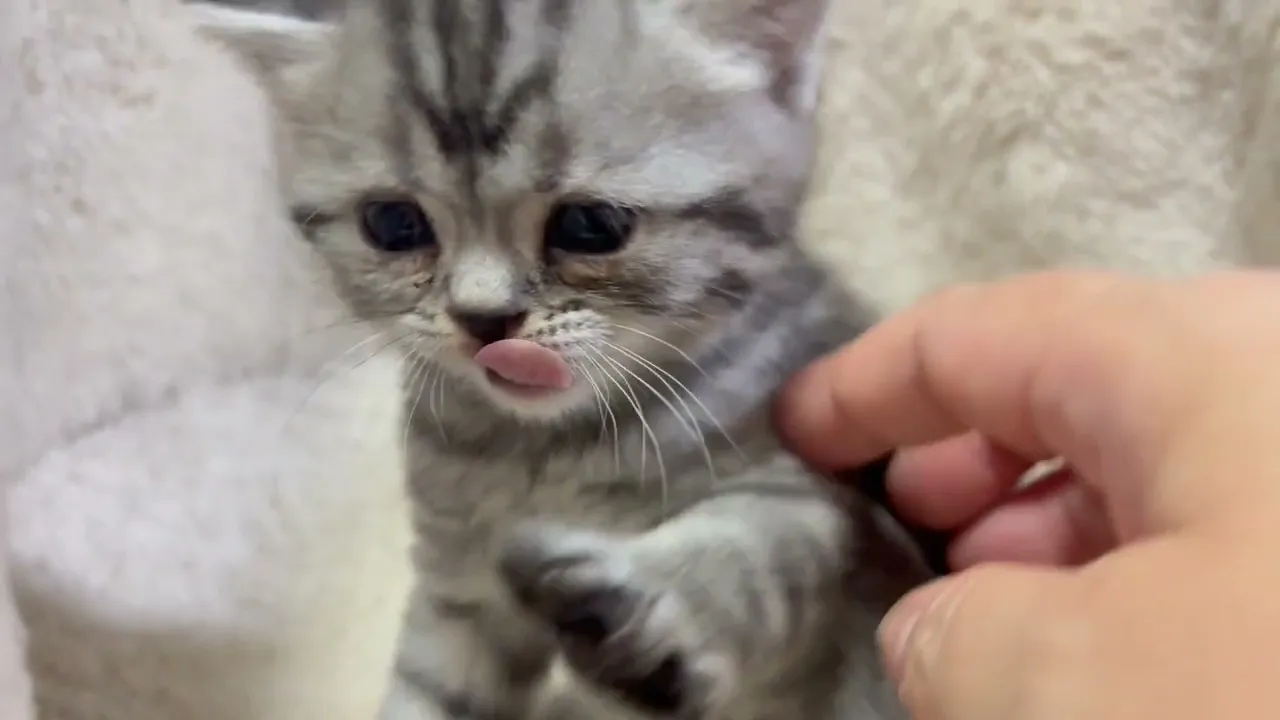 動画